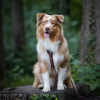 Woolly Wolf Oprsnica Softline Polar Night - Image 4