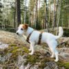 Woolly Wolf Oprsnica Softline Sea to Summit - Image 5