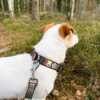 Ovratnica Woolly Wolf Woodland - Image 4
