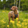 Povodec Woolly Wolf Rope Pistachio - Image 3