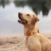 Ovratnica Woolly Wolf Roam Terracotta Ripple - Image 2