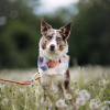 Ovratnica Woolly Wolf Salmon Pink Mix - Polzatezna - Image 2
