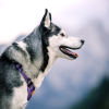 Woolly Wolf Oprsnica Softline Northern Lights - Image 2